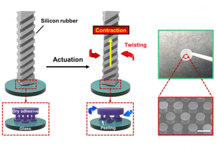 A bio-inspired twist on robotic handling A bio-inspired twist on robotic handling