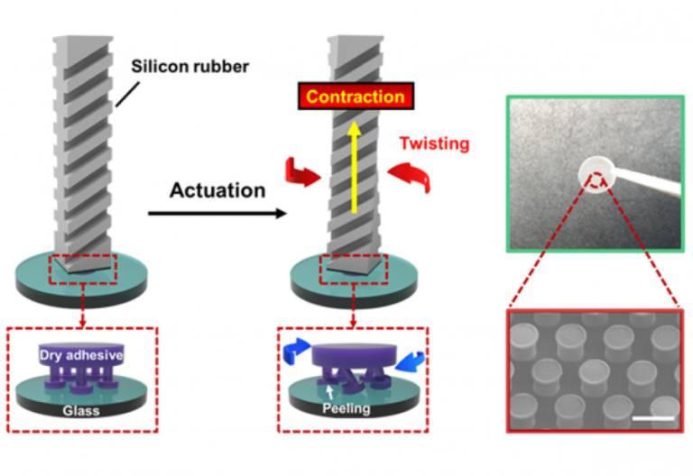 A bio-inspired twist on robotic handling