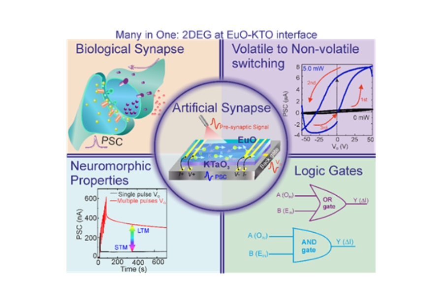 New artificial synaptic chip mimicking biological synapses to transform information technology