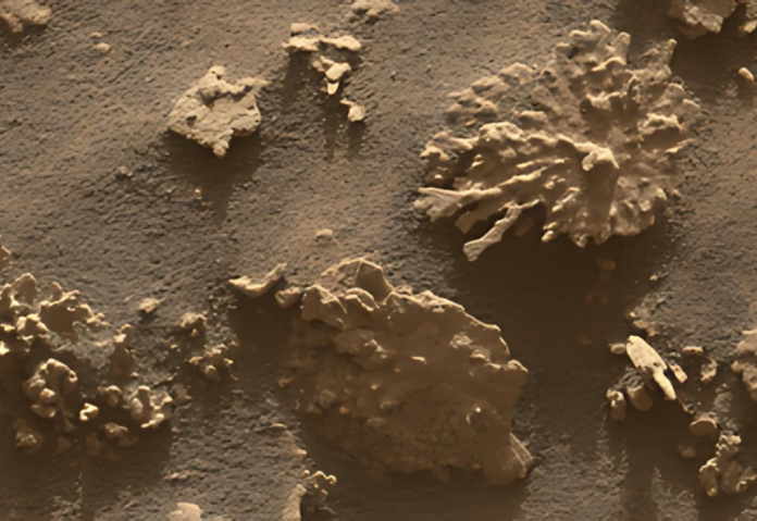 Curiosity Rover Captures Coral Like Rock Formation On Mars Curiosity Rover Captures Coral Like Rock Formation On Mars