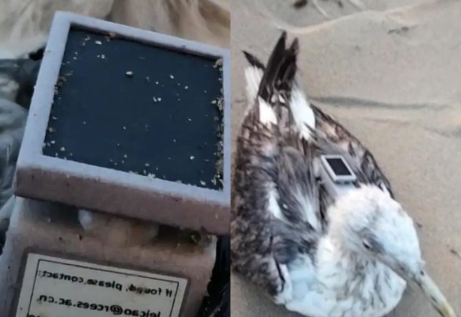 Injured migratory seagull with GPS device discovered along Karwar coastline