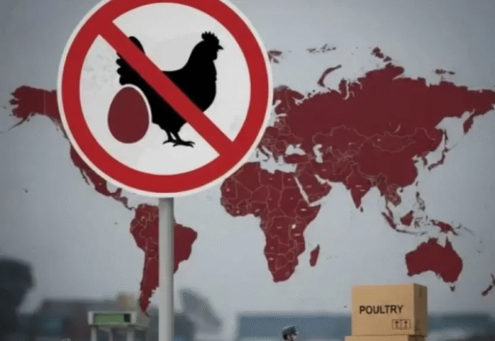 Saudi tightens poultry import rules amid rising avian influenza concerns