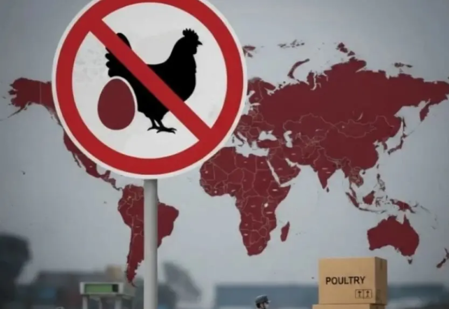 Saudi tightens poultry import rules amid rising avian influenza concerns