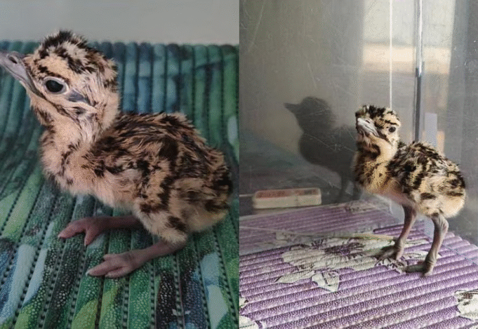 AI technology helps birth first Great Indian Bustard chick at Ramdevra breeding centre