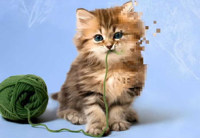 AI-generated animal videos are making people question what they see online. Credit: BBC
